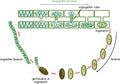 Life Cycle and lateral conjugation of Spirogyra charophyte green algae